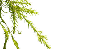 Attēlu rezultāti vaicājumam “Ceratophyllum submersum leaf”