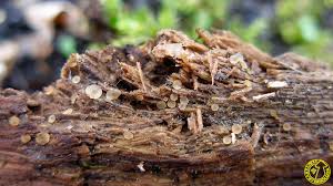 Attēlu rezultāti vaicājumam “Hyalorbilia inflatula”