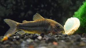Image result for fish corydoras