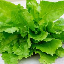 Image result for Endivie