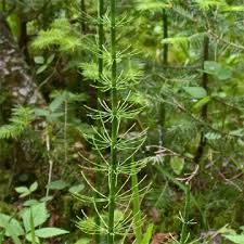 Attēlu rezultāti vaicājumam “Equisetum fluviatile”
