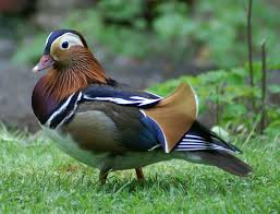 Attēlu rezultāti vaicājumam “Aix galericulata male”