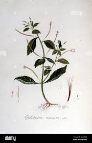 Attēlu rezultāti vaicājumam “Epilobium roseum flower”