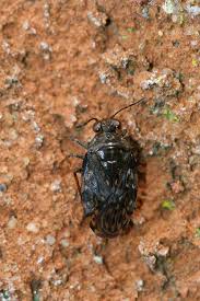 Attēlu rezultāti vaicājumam “Saldula saltatoria”