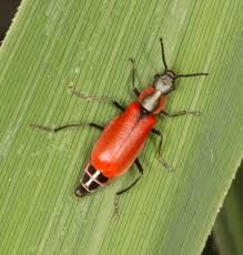 Attēlu rezultāti vaicājumam “Anthocomus rufus”