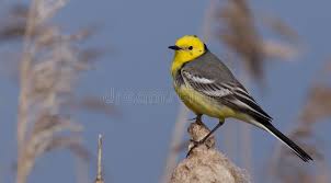 Attēlu rezultāti vaicājumam “Motacilla citreola”