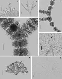Attēlu rezultāti vaicājumam “Chaetophora pisiformis”