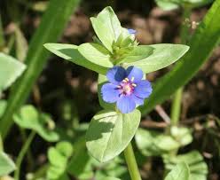 Attēlu rezultāti vaicājumam “Anagallis arvensis leaf”