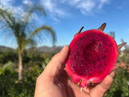 Attēlu rezultāti vaicājumam “Rosa subcanina fruit”