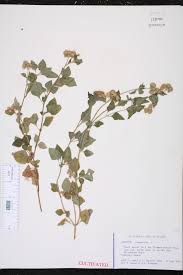 Image result for Ageratum conyzoides