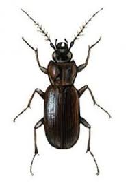 Attēlu rezultāti vaicājumam “Loricera pilicornis”