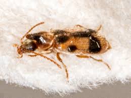 Attēlu rezultāti vaicājumam “Notoxus monoceros”