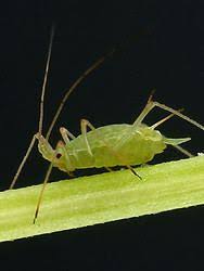 Attēlu rezultāti vaicājumam “Sternorrhyncha”