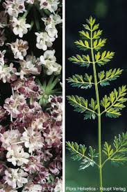 Attēlu rezultāti vaicājumam “Selinum carvifolia”