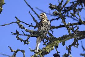 Attēlu rezultāti vaicājumam “Turdus viscivorus adult”