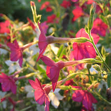 Image result for Nicotiana x sanderae `Perfume`F1