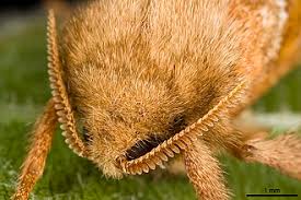 Attēlu rezultāti vaicājumam “Hepialus sylvina female”