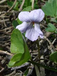 Attēlu rezultāti vaicājumam “Viola epipsila flower”