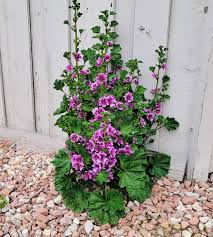 Image result for Malva sylvestris 'Zebrina'
