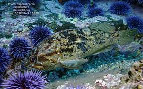 Image result for Sebastes fasciatus