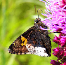 Attēlu rezultāti vaicājumam “Hesperiidae”