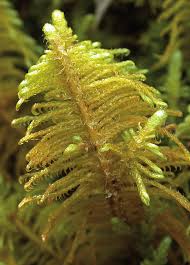 Attēlu rezultāti vaicājumam “Ptilium crista-castrensis”