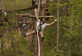 Image result for Go Ape! Whinlatter