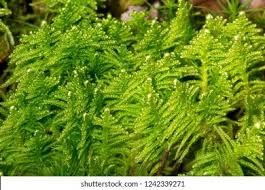 Attēlu rezultāti vaicājumam “Ptilidium pulcherrimum sporophyte”