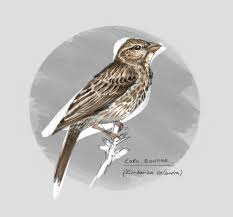 Image result for Emberiza calandra