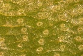 Attēlu rezultāti vaicājumam “Marchantiopsida”