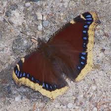 Attēlu rezultāti vaicājumam “Nymphalis antiopa upperside”