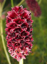 Attēlu rezultāti vaicājumam “Sanguisorba officinalis flower”