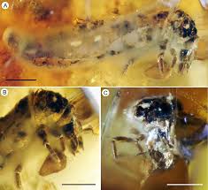 Attēlu rezultāti vaicājumam “Hemerobius perelegans”