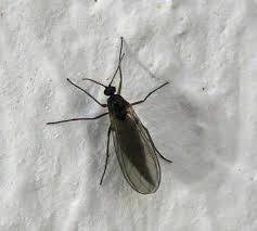 Attēlu rezultāti vaicājumam “Cecidomyiidae”