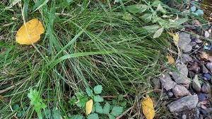 Attēlu rezultāti vaicājumam “Carex remota fruit”