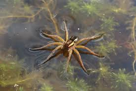 Attēlu rezultāti vaicājumam “Dolomedes fimbriatus”