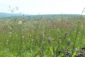 Attēlu rezultāti vaicājumam “Eumedonia eumedon underside”
