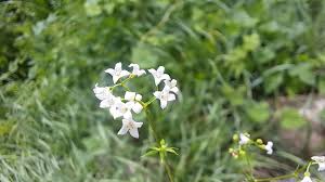 Attēlu rezultāti vaicājumam “Galium rivale”