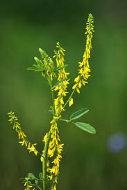 Attēlu rezultāti vaicājumam “Melilotus albus flower”