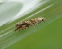 Attēlu rezultāti vaicājumam “Thiodia citrana”