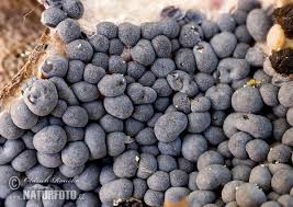 Attēlu rezultāti vaicājumam “Diderma spumarioides”