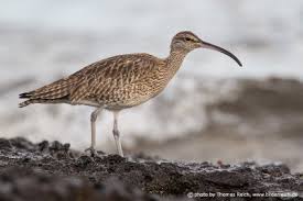 Attēlu rezultāti vaicājumam “Numenius phaeopus adult”