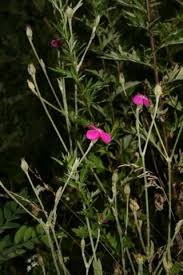 Image result for Lychnis coronaria