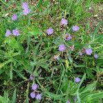 Attēlu rezultāti vaicājumam “Lactuca tatarica leaf”
