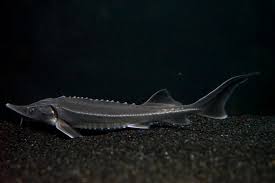 Image result for Acipenser