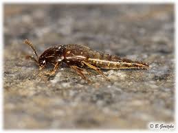 Attēlu rezultāti vaicājumam “Sepedophilus sp.”