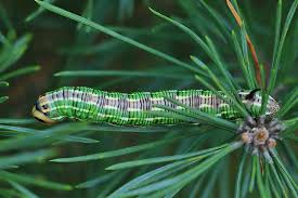 Attēlu rezultāti vaicājumam “Sphinx pinastri”