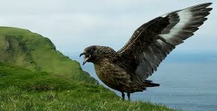 Image result for Stercorarius skua