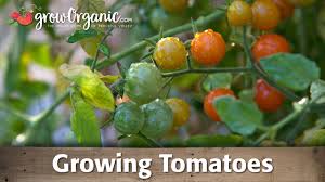 Afbeeldingsresultaat voor millionaire tomato