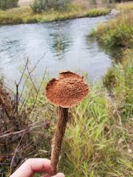 Attēlu rezultāti vaicājumam “Tubifera montana spores”